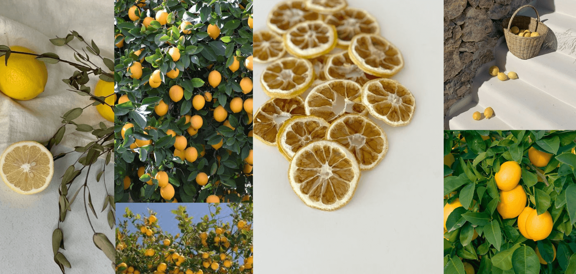 How to Grow and Care for a Lemon Tree