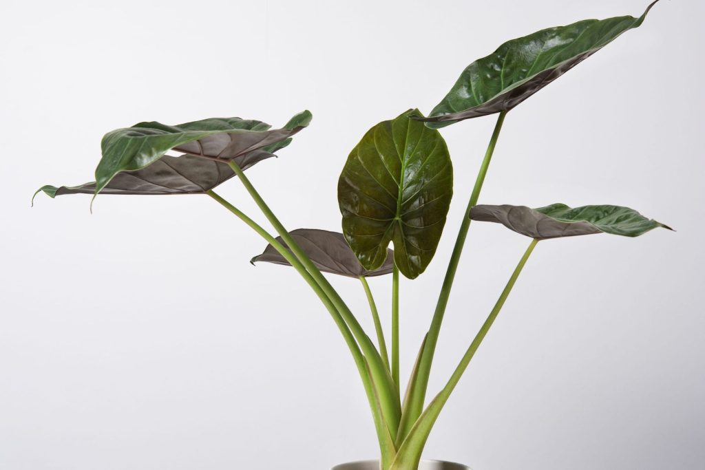 alocasia