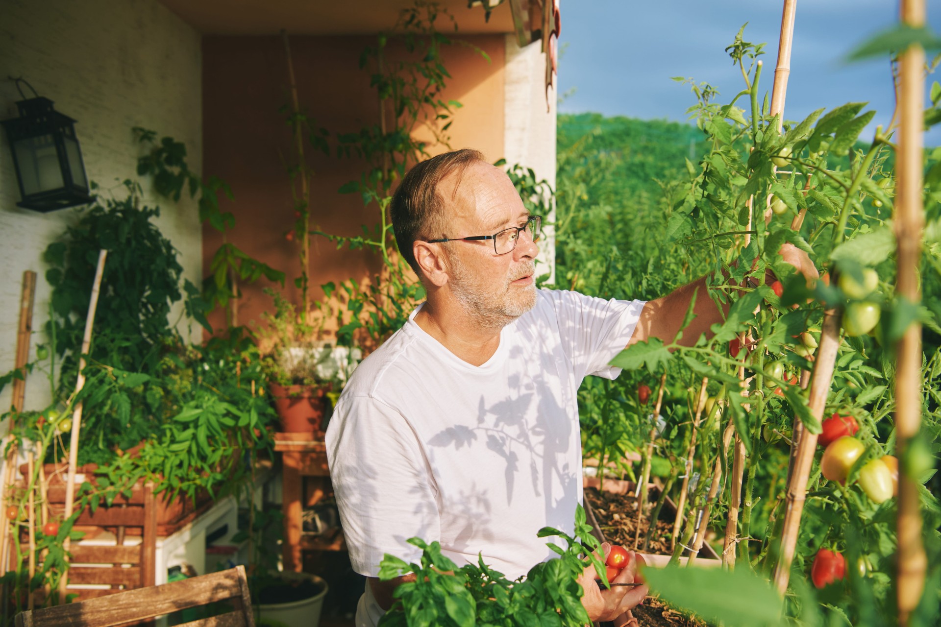 Vertical garden with lots of tomatoes