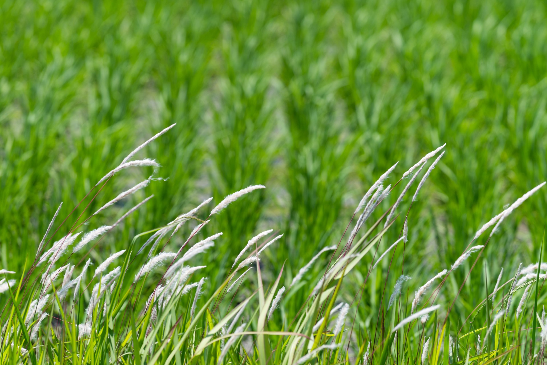 Tall green grass swaying in a field during winter.