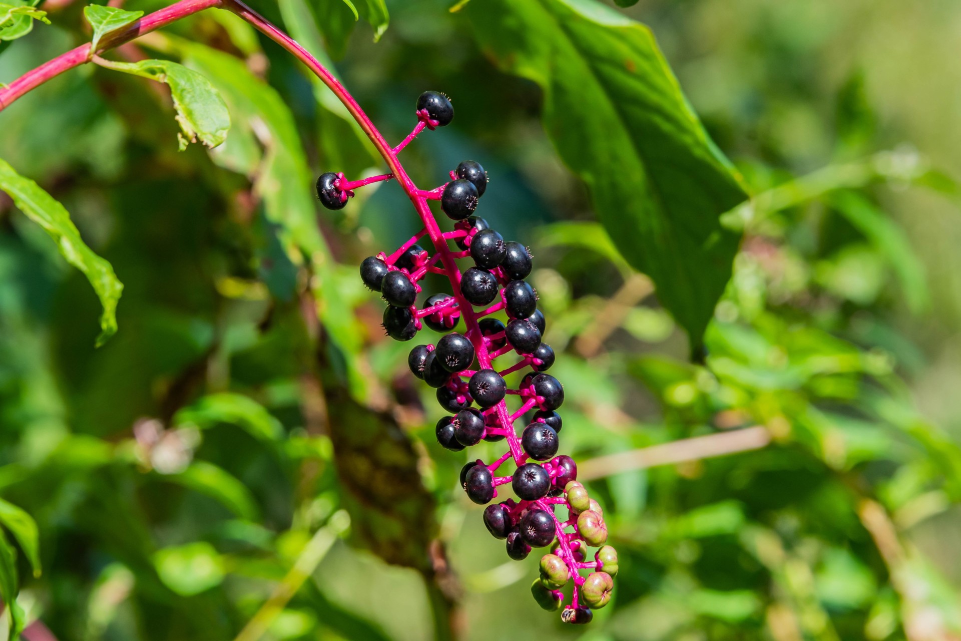 Cluster of dark purple berries growing on a bright pink stem in green foliage