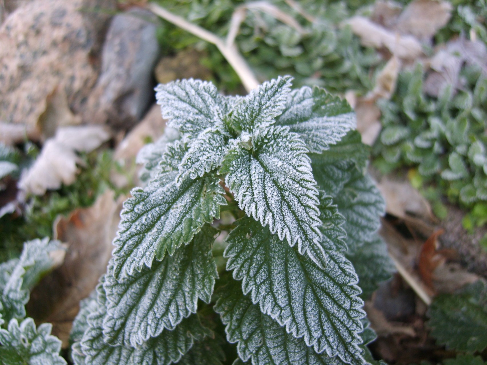 Frost-covered green leaves in a winter garden