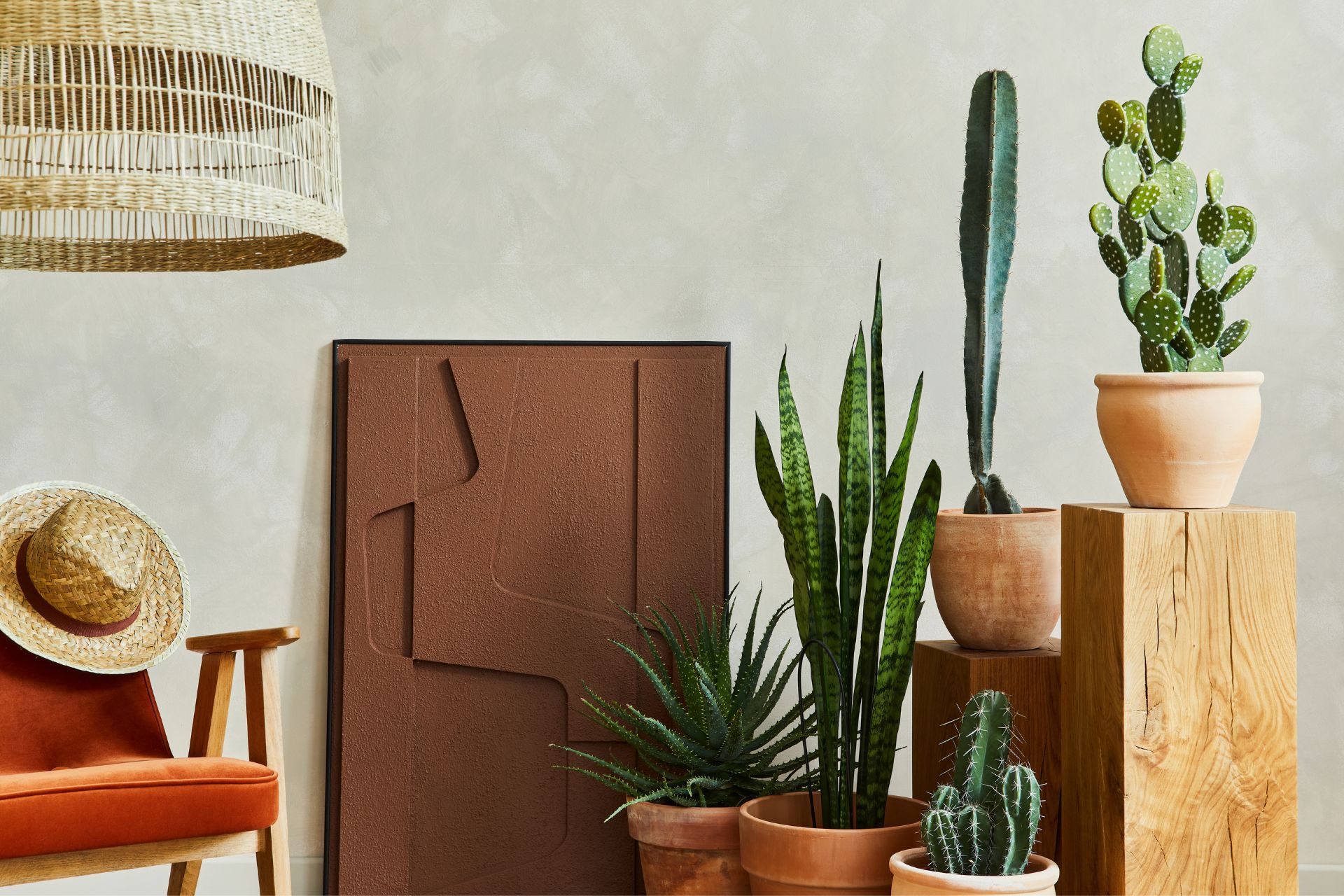 Cacti and succulents in terracotta pots.