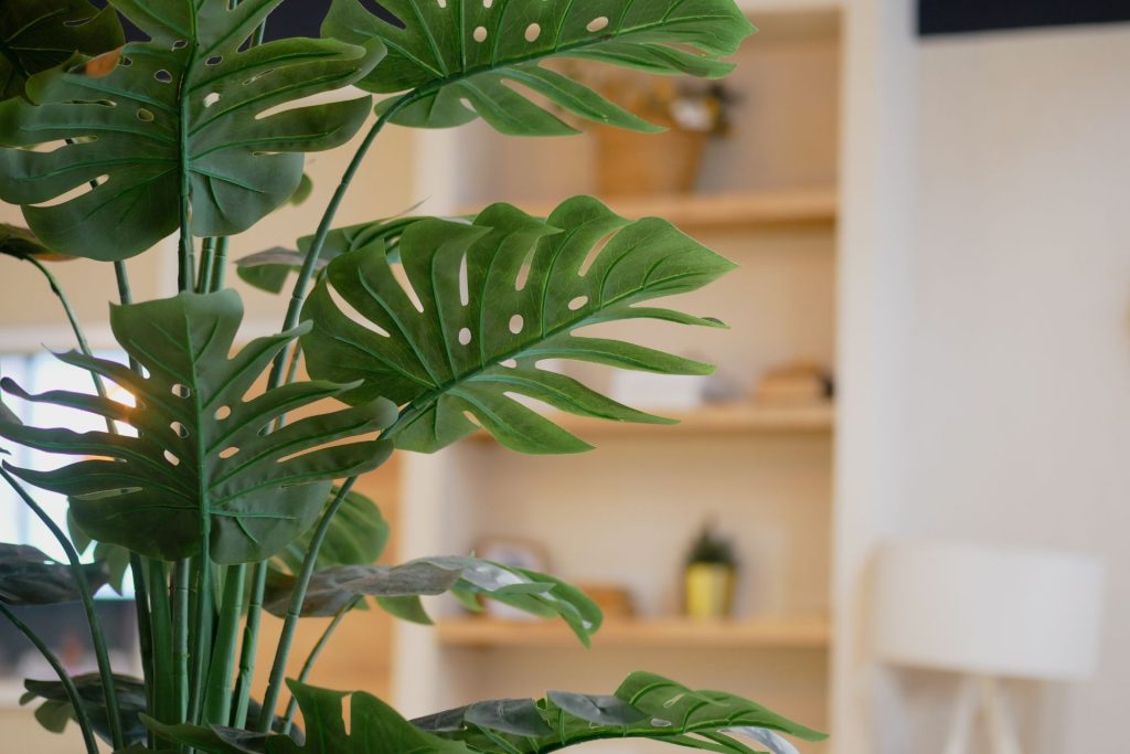 generic monstera
