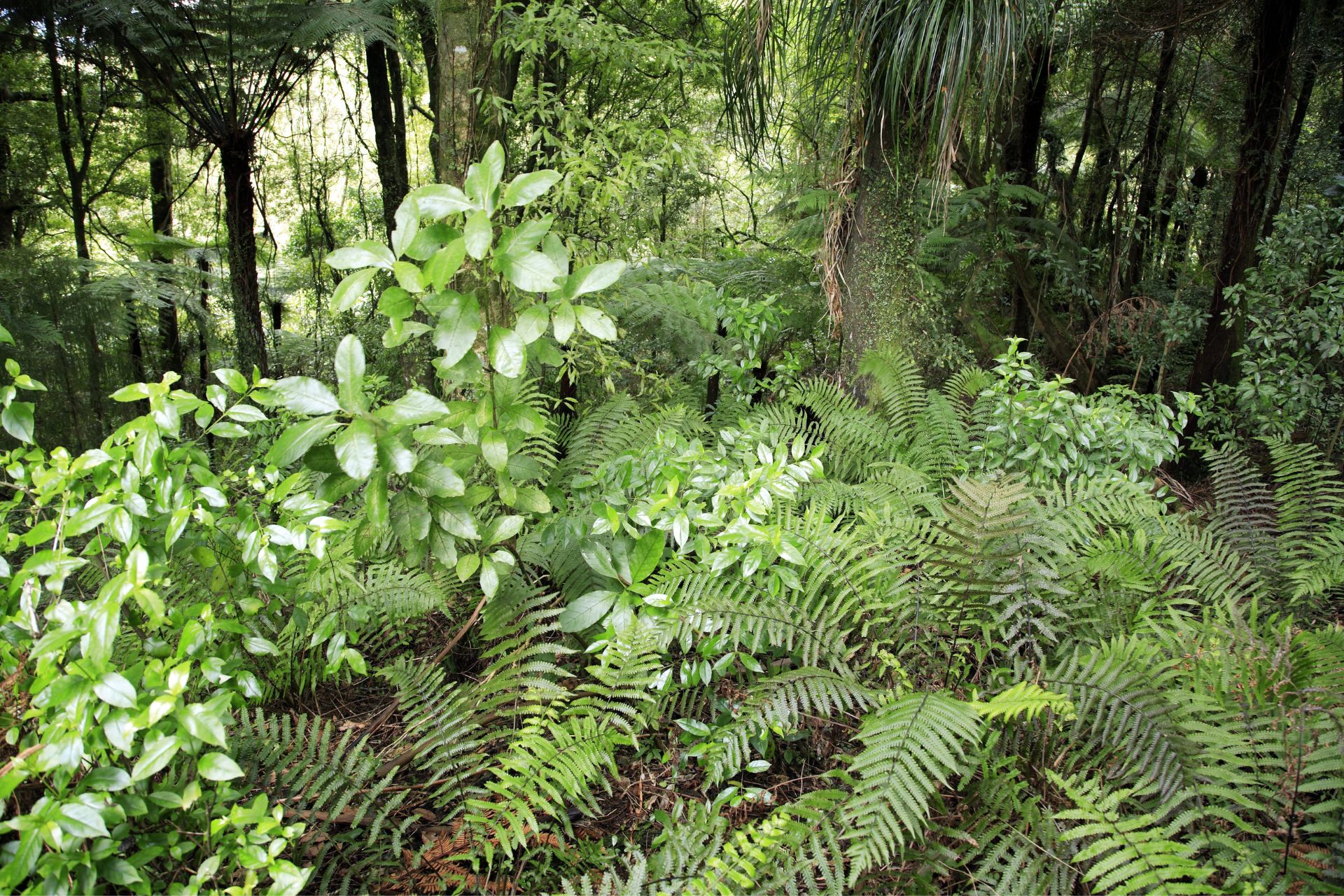 Native trees and ferns growing densely in a forest.
