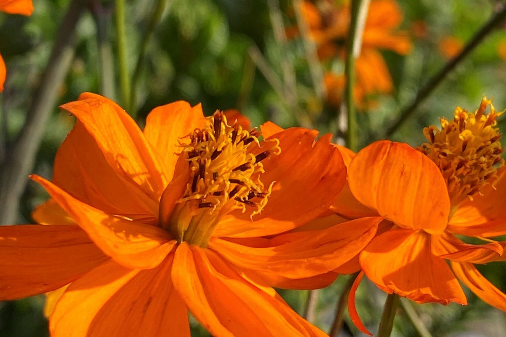 Bright orange cosmos flowers blooming in a sunny garden with greenery and hills in the background.