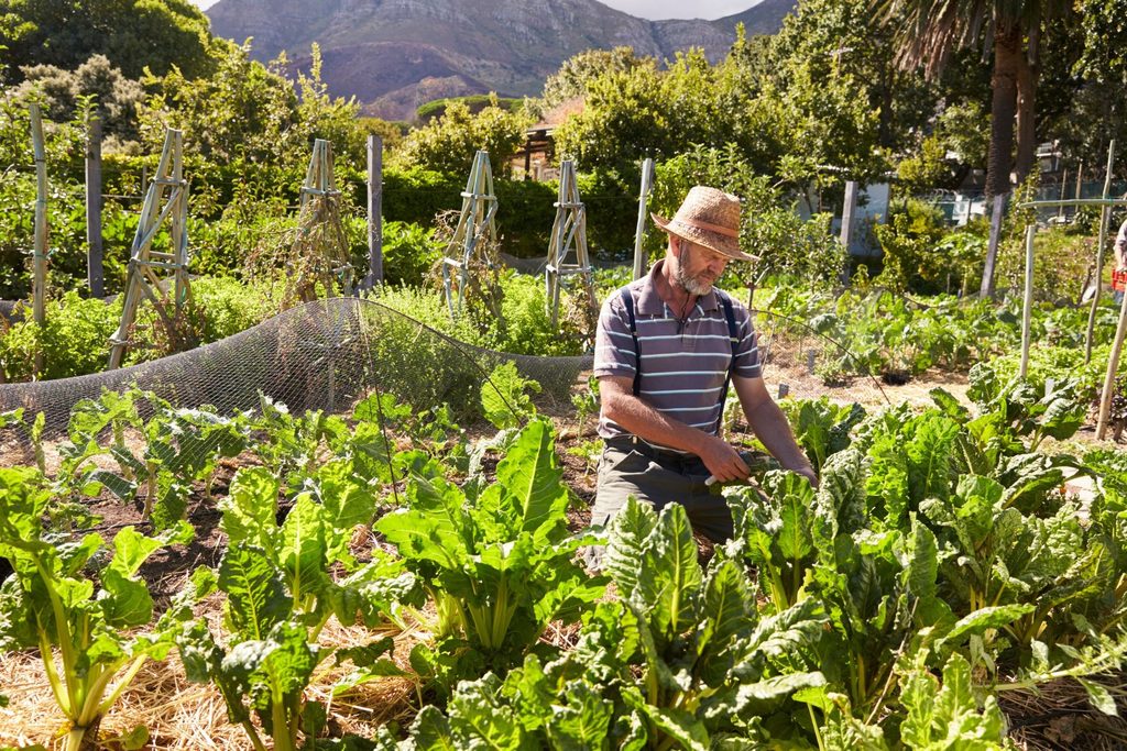 summer vege garden guide nz 1