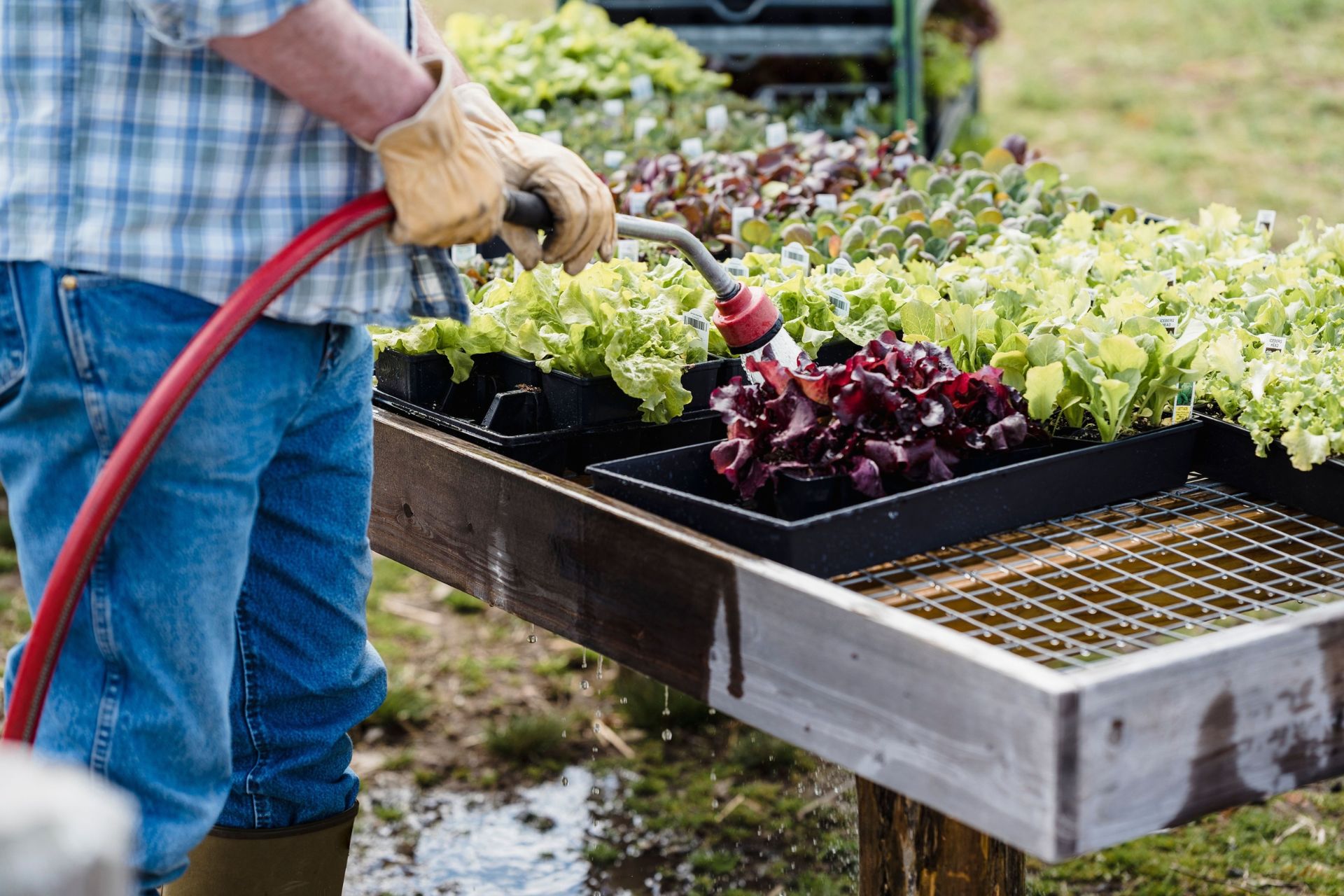 Gardener watering trays of young lettuce seedlings with a hose in an outdoor nursery.